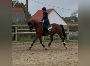 Duits sportpaard, Merrie, 4 Jaar, 163 cm, Bruin