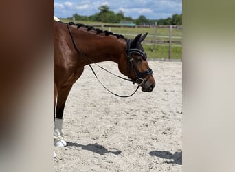 Duits sportpaard, Merrie, 4 Jaar, 163 cm, Bruin