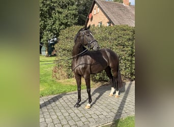 Duits sportpaard, Merrie, 4 Jaar, 163 cm, Donkerbruin