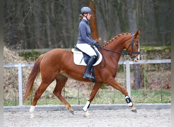 Duits sportpaard, Merrie, 4 Jaar, 163 cm, Vos