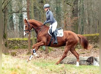 Duits sportpaard, Merrie, 4 Jaar, 163 cm, Vos