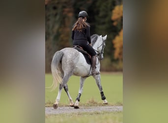 Duits sportpaard, Merrie, 4 Jaar, 164 cm, Appelschimmel