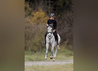 Duits sportpaard, Merrie, 4 Jaar, 164 cm, Appelschimmel