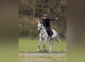 Duits sportpaard, Merrie, 4 Jaar, 164 cm, Appelschimmel