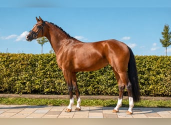 Duits sportpaard, Merrie, 4 Jaar, 164 cm, Bruin