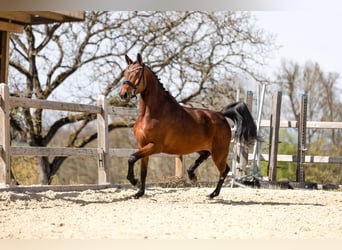 Duits sportpaard, Merrie, 4 Jaar, 164 cm, Bruin