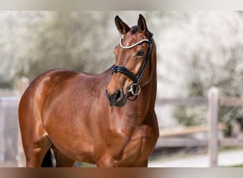 Duits sportpaard, Merrie, 4 Jaar, 164 cm, Bruin