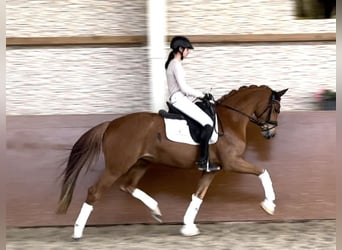 Duits sportpaard, Merrie, 4 Jaar, 164 cm, Vos