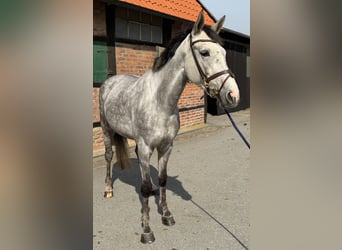 Duits sportpaard, Merrie, 4 Jaar, 165 cm, Appelschimmel