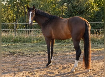 Duits sportpaard, Merrie, 4 Jaar, 165 cm, Bruin