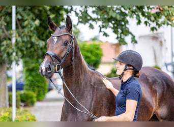 Duits sportpaard, Merrie, 4 Jaar, 165 cm, Donkerbruin