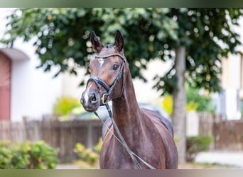 Duits sportpaard, Merrie, 4 Jaar, 165 cm, Donkerbruin