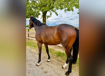 Duits sportpaard, Merrie, 4 Jaar, 165 cm, Donkerbruin