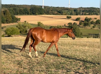 Duits sportpaard, Merrie, 4 Jaar, 165 cm, Vos