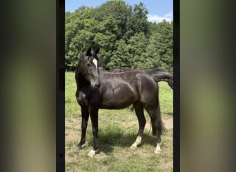 Duits sportpaard, Merrie, 4 Jaar, 165 cm, Zwart