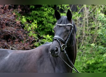 Duits sportpaard, Merrie, 4 Jaar, 165 cm, Zwartbruin