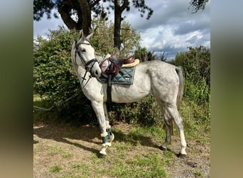 Duits sportpaard, Merrie, 4 Jaar, 166 cm, Appelschimmel