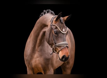 Duits sportpaard, Merrie, 4 Jaar, 166 cm, Bruin