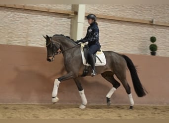 Duits sportpaard, Merrie, 4 Jaar, 166 cm, Bruin