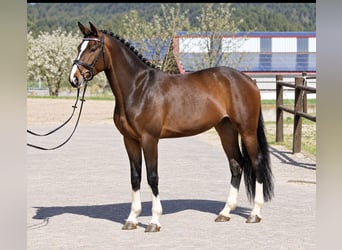 Duits sportpaard, Merrie, 4 Jaar, 166 cm, Bruin