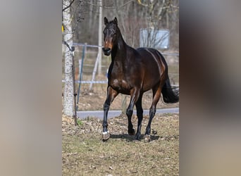 Duits sportpaard, Merrie, 4 Jaar, 166 cm, Donkerbruin