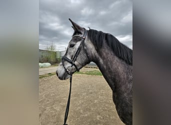 Duits sportpaard, Merrie, 4 Jaar, 166 cm, Schimmel