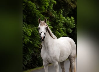 Duits sportpaard, Merrie, 4 Jaar, 166 cm, Schimmel