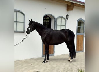 Duits sportpaard, Merrie, 4 Jaar, 166 cm, Zwart