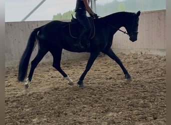 Duits sportpaard, Merrie, 4 Jaar, 166 cm, Zwart