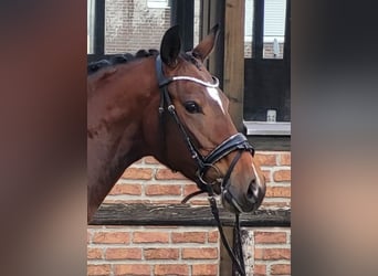 Duits sportpaard, Merrie, 4 Jaar, 167 cm, Brauner