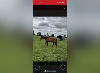 Duits sportpaard, Merrie, 4 Jaar, 167 cm, Bruin