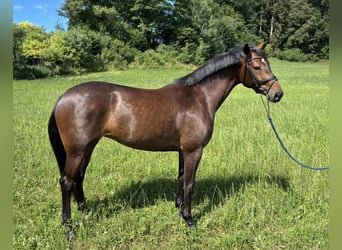 Duits sportpaard, Merrie, 4 Jaar, 167 cm, Bruin