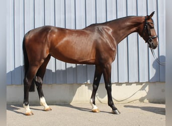 Duits sportpaard, Merrie, 4 Jaar, 167 cm, Donkerbruin
