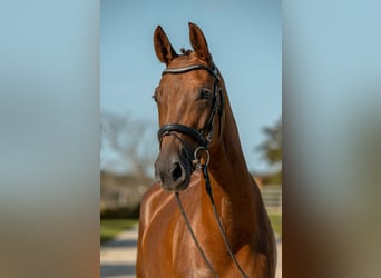 Duits sportpaard, Merrie, 4 Jaar, 167 cm, Donkere-vos