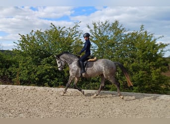 Duits sportpaard, Merrie, 4 Jaar, 167 cm, Schimmel