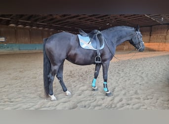 Duits sportpaard, Merrie, 4 Jaar, 167 cm, Zwart