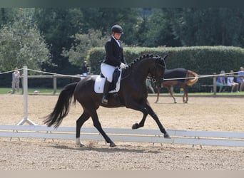 Duits sportpaard, Merrie, 4 Jaar, 167 cm, Zwartbruin