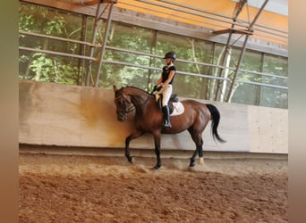 Duits sportpaard, Merrie, 4 Jaar, 168 cm, Brauner