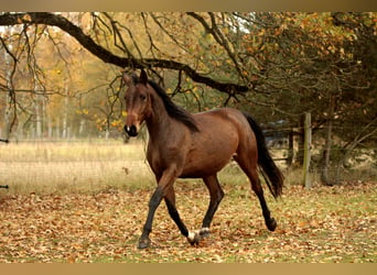 Duits sportpaard, Merrie, 4 Jaar, 168 cm, Brauner