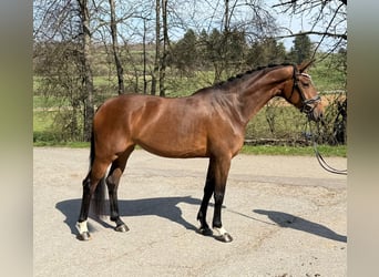 Duits sportpaard, Merrie, 4 Jaar, 168 cm, Bruin