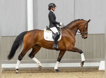 Duits sportpaard, Merrie, 4 Jaar, 168 cm, Bruin