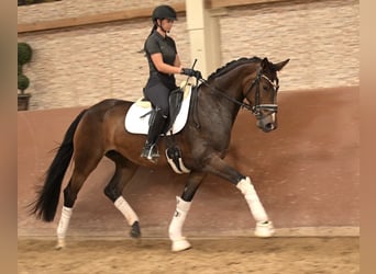 Duits sportpaard, Merrie, 4 Jaar, 168 cm, Donkerbruin