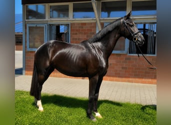 Duits sportpaard, Merrie, 4 Jaar, 168 cm, Donkerbruin
