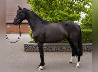 Duits sportpaard, Merrie, 4 Jaar, 168 cm, Donkerbruin