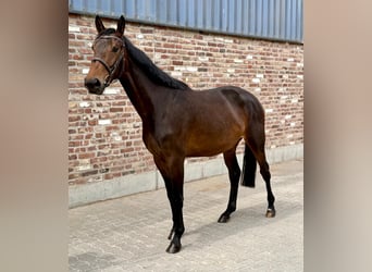 Duits sportpaard, Merrie, 4 Jaar, 168 cm, Donkerbruin