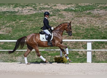 Duits sportpaard, Merrie, 4 Jaar, 168 cm, Donkere-vos