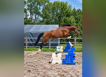 Duits sportpaard, Merrie, 4 Jaar, 168 cm