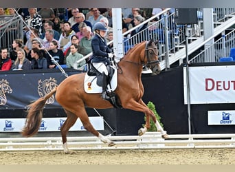 Duits sportpaard, Merrie, 4 Jaar, 168 cm, Vos