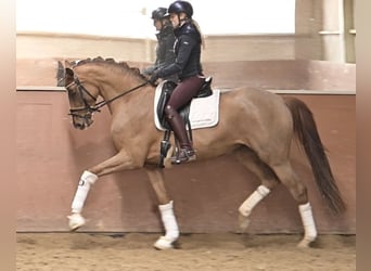 Duits sportpaard, Merrie, 4 Jaar, 168 cm, Vos