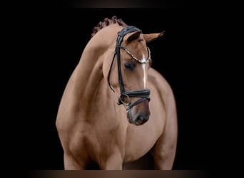 Duits sportpaard, Merrie, 4 Jaar, 168 cm, Vos